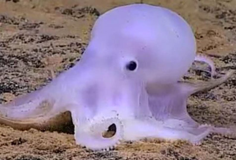 Octopus ‘Casper’ – de strijd om de diepzee